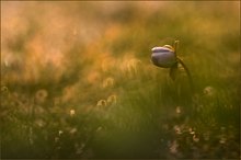 Verstecktes Leberblümchen