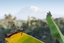 Kilimanjaro