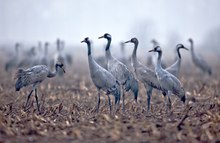 Kranichgruppen, graue Heimzieher im Nebel...