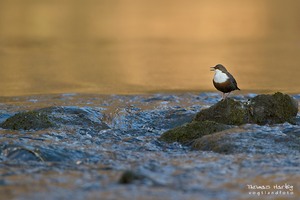 Wasseramsel im Lebensraum