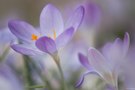 Krokusse:)