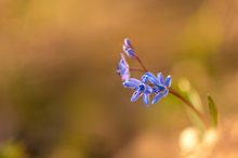 Scilla bifolia