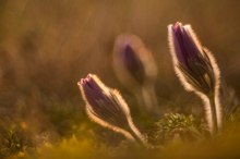 Pulsatilla