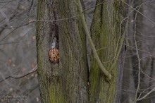 Viel Linde und ein bisschen Waldkauz