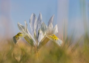 Leo´s Iris