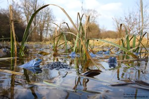 Im Moorfroschparadies