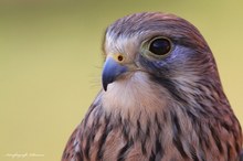 Der Turmfalke - Falco tinnunculus