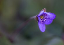 Leberblümchen