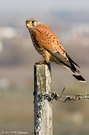 Turmfalke