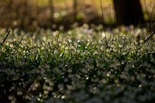 Volle Kanne Frühling