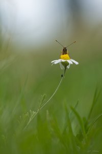 Schau mir in die Augen...