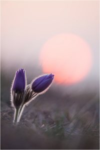 ~Schelle unter zarter Morgensonne~