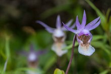 Norne Calypso bulbosa