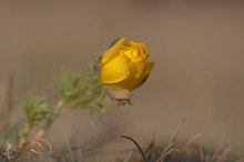 Adonis vernalis