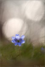 ~ hepatica nobilis ~