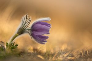 Pulsatilla Vulgaris