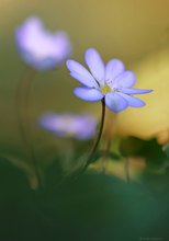 Meine ersten Leberblümchen