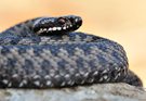 Vipera berus