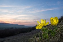 Adonisröschen vor Abendrot