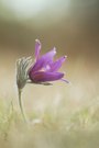 ~Pulsatilla vulgaris~