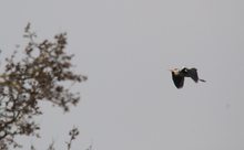 Nachtreiher (Nycticorax Nycticorax) at High Noon