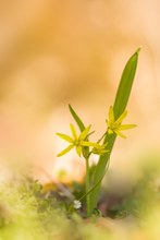 Wald-Gelbstern - Gagea lutea