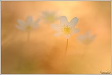 Frühlingsfeuer - Buschwindröschen (Anemone nemorosa)