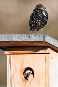 wer sitzt da in meinem Nistkasten