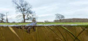 Moorfrosch-Ausblick