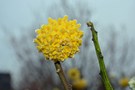 Edgeworthia crysantha 'Grandiflora'