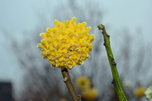 Edgeworthia crysantha 'Grandiflora'