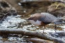 Wasseramsel Cinclus cinclus - Stretching