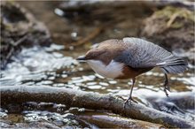 Wasseramsel Cinclus cinclus - Stretching