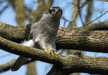 Accipiter gentilis