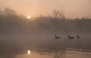 morgens am See II
