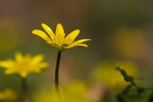 Ranunculus ficaria