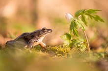 Springfrosch