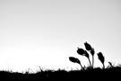 - Monochrom -