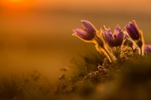 Pulsatilla im letzten Licht