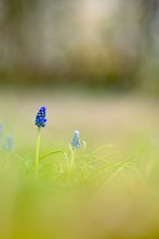 Traubenhyazinthen (Muscari botryoides)