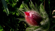 Springtime im eigenen Garten