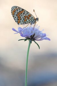 roter oder brauner Scheckenfalter