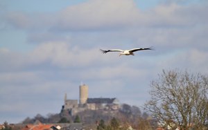 Storch