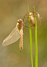 IM Frühlicht, mit raschem Besuch...