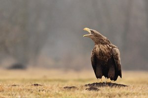 Der Schrei des Adlers