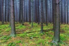 Wald ohne Wiederkehr
