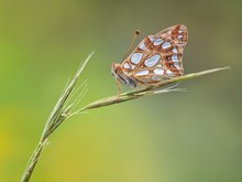 Dr kleine oder silbrige Perlmutterfalter