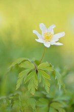 Anemone nemorosa