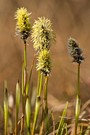 TagundNachtgleiche  = FRÜHLING! Scheint sich dasWollgras...