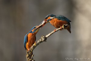 " Gesucht und Gefunden " Eisvogelbalzfütterung